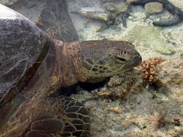 Green Turtle